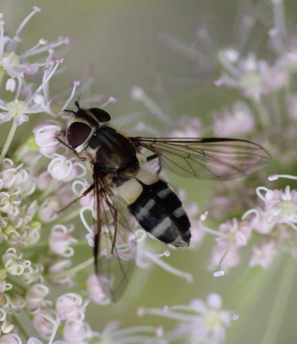Réf. 220 248 : Leucozona laternaria